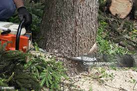 Best Tree Trimming and Pruning  in Grantley, PA