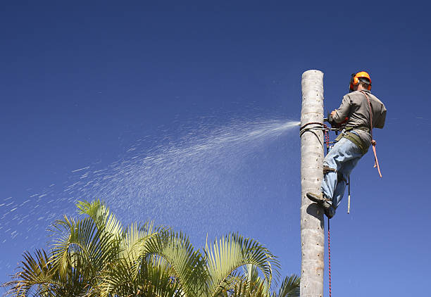 How Our Tree Care Process Works  in  Grantley, PA