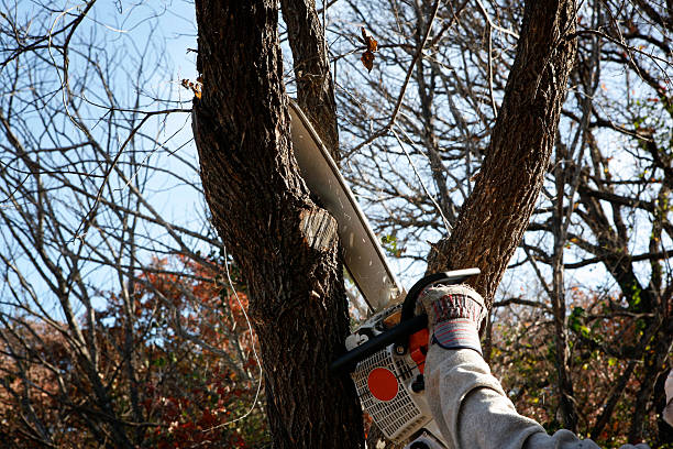 Best Arborist Consultation Services  in Grantley, PA