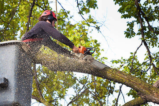 Grantley, PA Tree Care Company