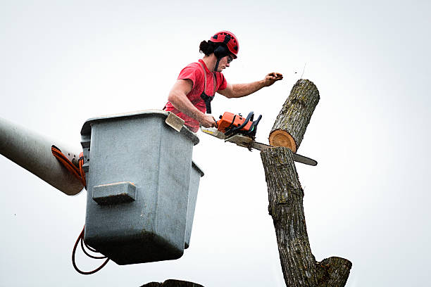 Best Tree Mulching  in Grantley, PA
