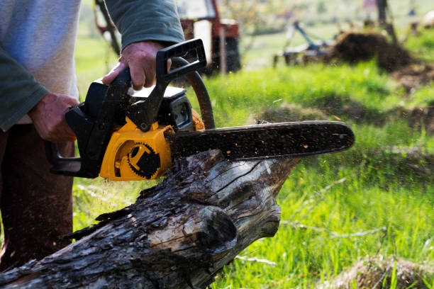 Best Root Management and Removal  in Grantley, PA