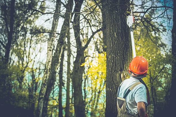 Best Tree Disease Treatment  in Grantley, PA